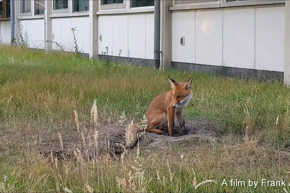 Bij het Paviljoen werden eind juni twee vossen gespot. TU/e-medewerker Frank Aerts legde het duo vast op video. 