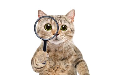 Yuliia Sonsedska / Shutterstock