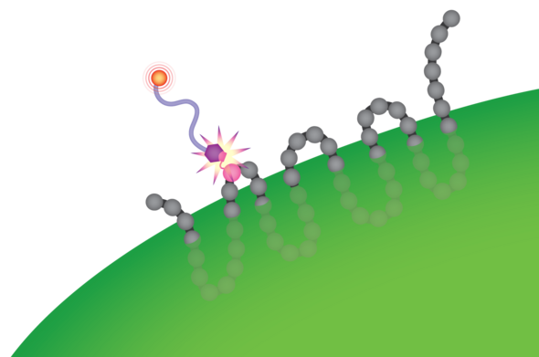 Oppervlak van de bacterie E. coli, voorzien van membraaneiwit met ‘kliksysteem’. Het roze bolletje is het ingebouwde aminozuur waaraan naar keuze functionele moleculen kunnen worden vastgeklikt. Surface of the E. Coli bacterium with membrane protein ‘click system’. The pink ball is the built-in amino acid to which a variety of functional molecules may be attached. | Animation studio ICMS