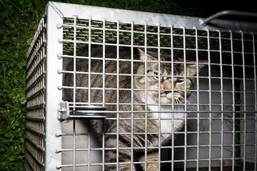 [Translate to English:] Zwerfkat in een vangkooi. Foto | Dierenbescherming