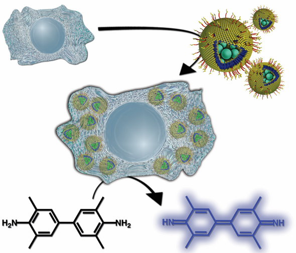 An functional artificial organelle.