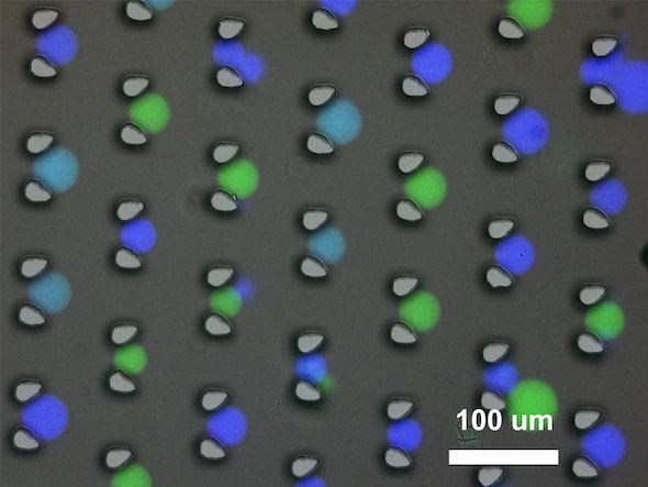 MICROSCOPISCH BEELD MET GROEN, DONKERBLAUW EN BLAUW GELABELDE SYNTHETISCHE PROTOCELLEN. DE PROTOCELLEN BEVATTEN DNA-MOLECULEN EN ZITTEN VAST TUSSEN TWEE KLEINE ZUILTJES (HIER GRIJS). AFBEELDING | A. JOESAAR ET AL., NATURE NANOTECHNOLOGY