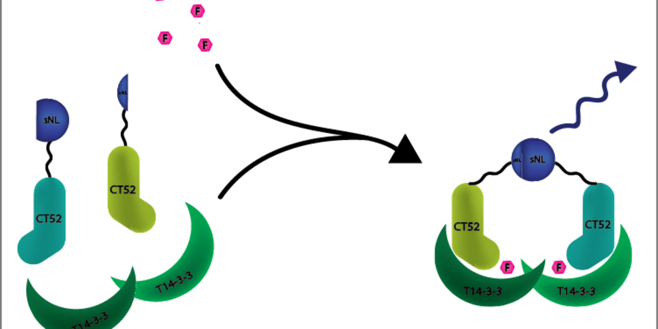 Proces in de testfase van het iGEM-team