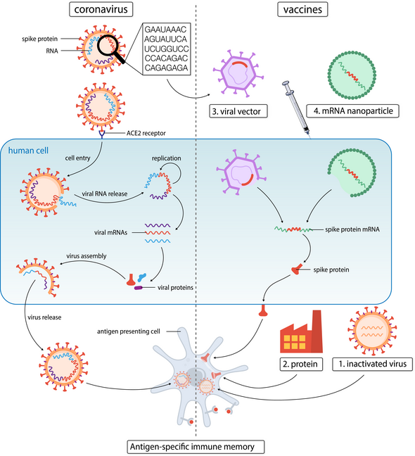 Werking van vaccins tegen het coronavirus. Illustratie | Roy van der Meel / ICMS Animation Studio