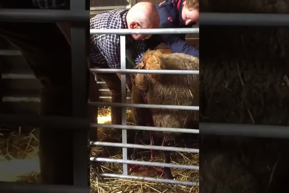 Video | Noor Jansen