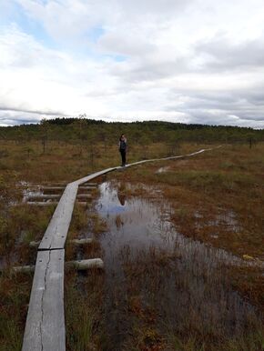 Swamp near Lahti. Swamp near Lahti.