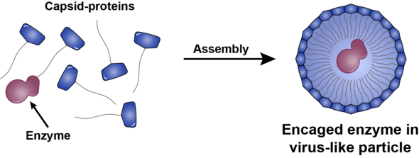 Under the right conditions the capside proteins will form a surrounding mantle around the medicine. Illustration | Daan Vervoort