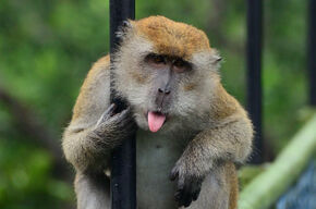 Brutale aap op de Tree Top Walk in Singapore.